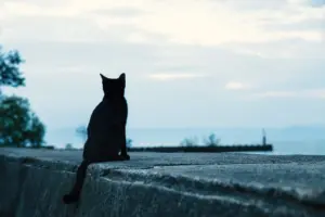 黒猫