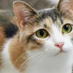 三毛猫