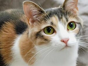 三毛猫
