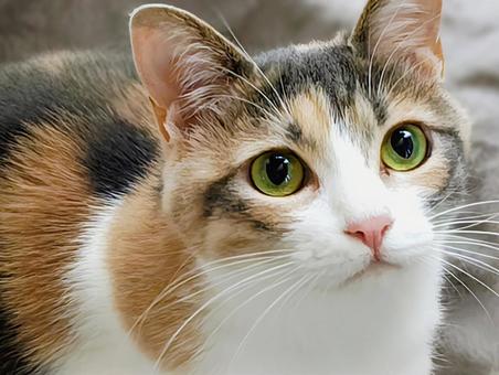 三毛猫